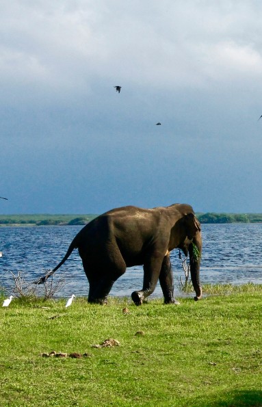 Walk with Giants in Wasgamuwa