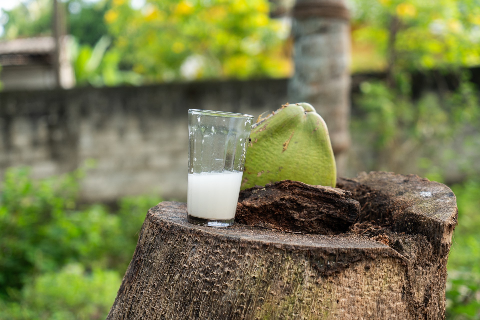 Coconut plantations & toddy tasting with a local tapper