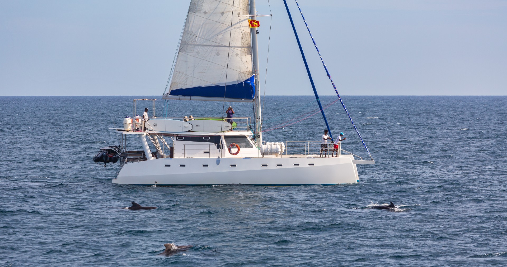 Whale watching on aboard a catamaran