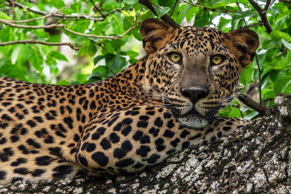 Wild Encounters of Sri Lanka